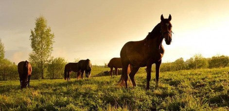  | Horse Riding  | Day Activities | Weekend In Riga